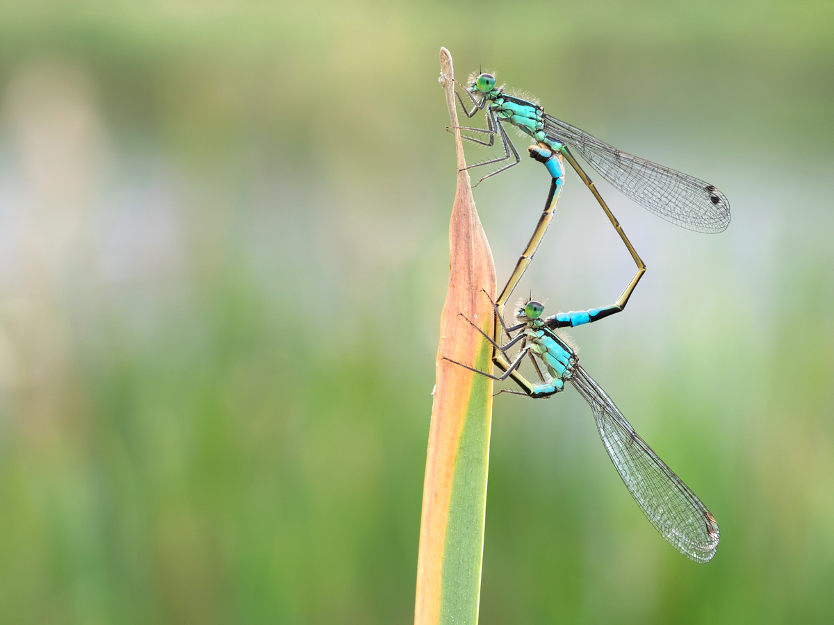 Blue-Tailed Damselflies mating 9